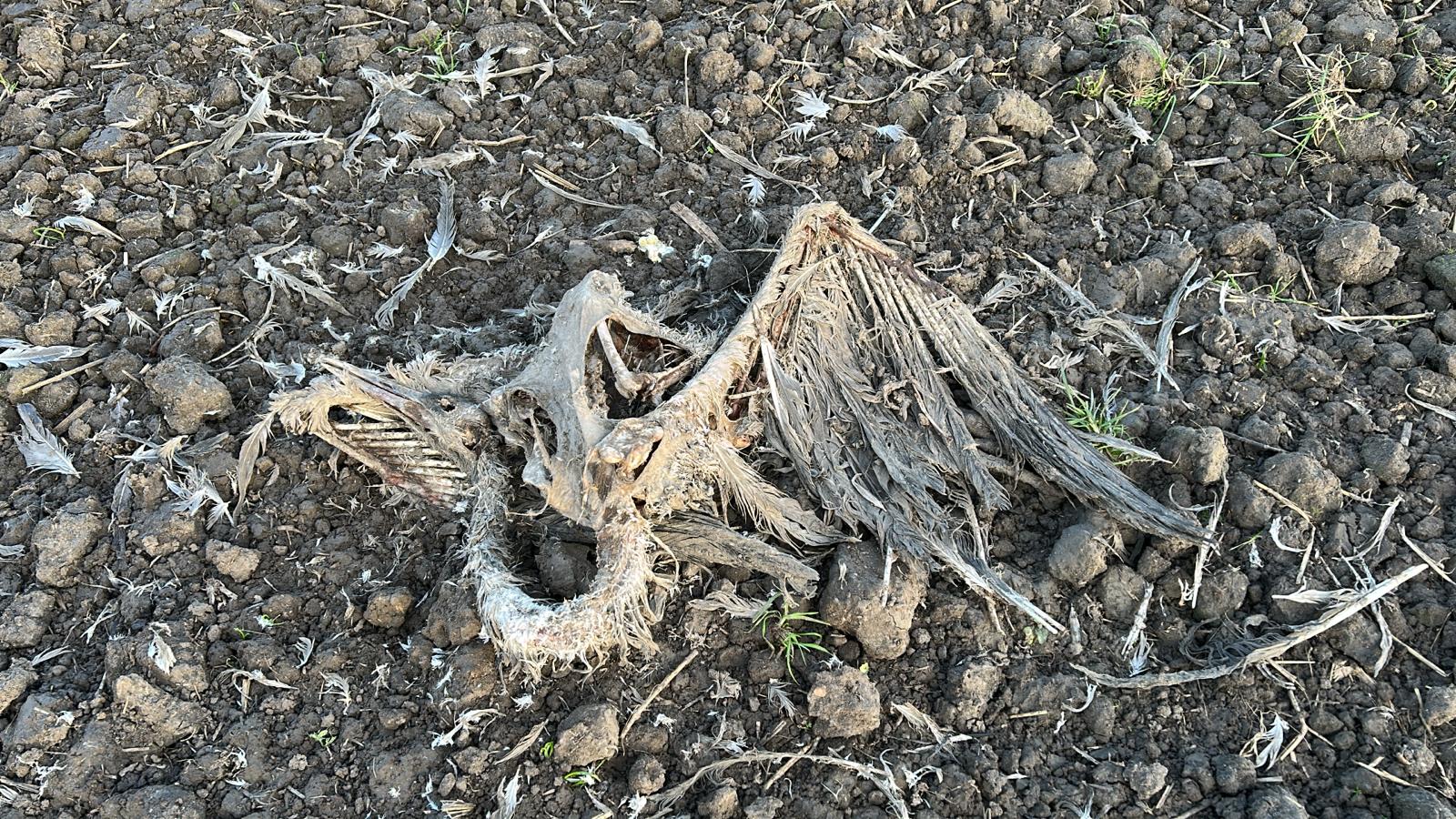 Seuchen sind Natur: Verendeter Kranich auf einem Acker in Märkisch Oderland