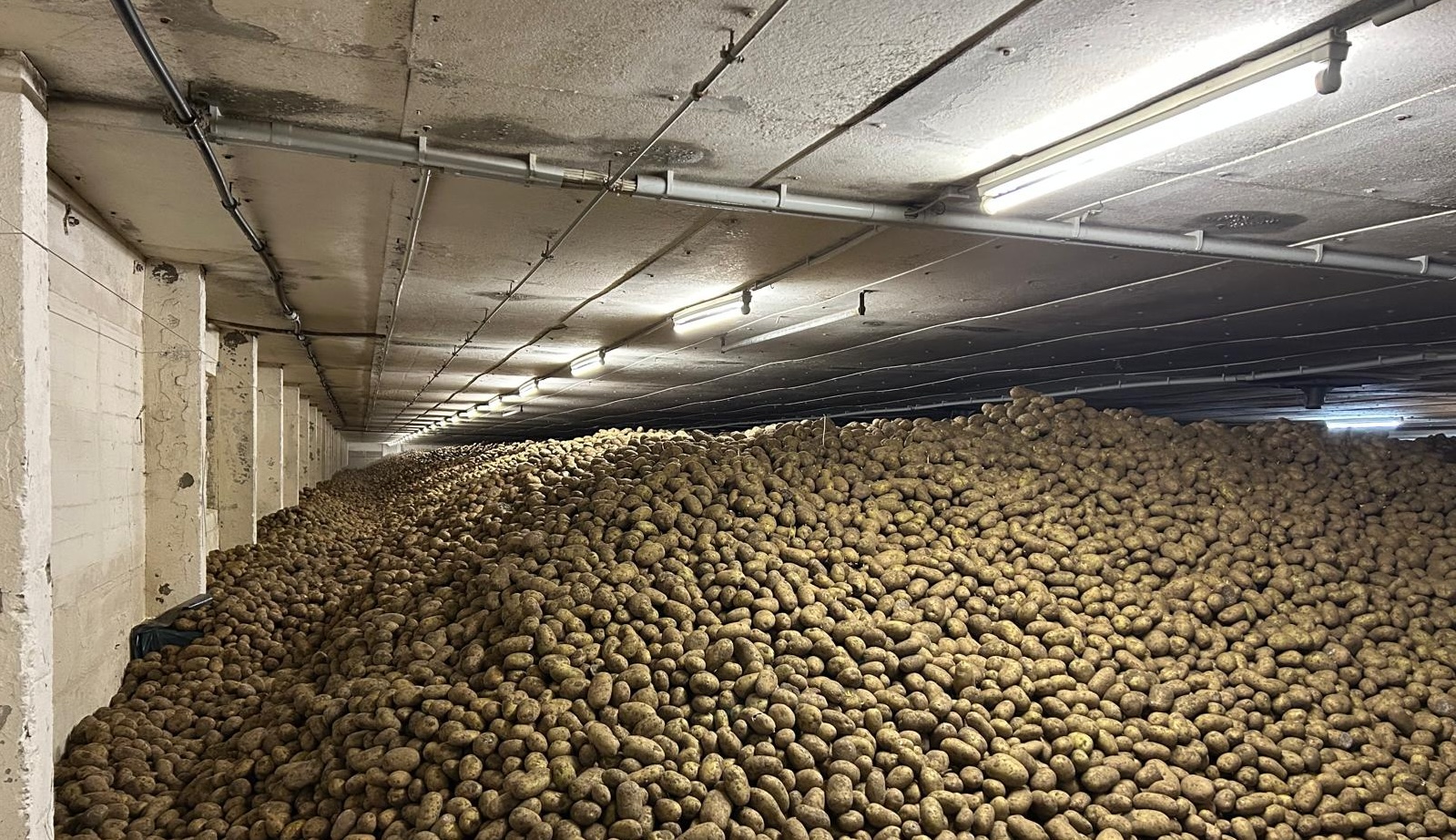 Reichlich heimische Ware für Bratkartoffeln, Pommes, Klöße und Reibekuchen: Lager auf einem brandenburgischen Bauernhof