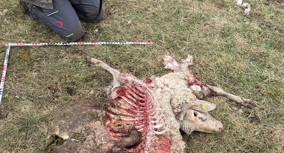 Ständige Angst um das Vieh: Von Wölfen im März 2026 gerissenes Schaf aus der Herde von Dirk Schulze