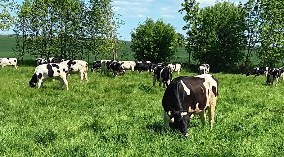 Bestes Weidefutter vom Moorgrünland: Jungvieh und Trockensteher auf dem Betrieb Paulsen in Zollchow