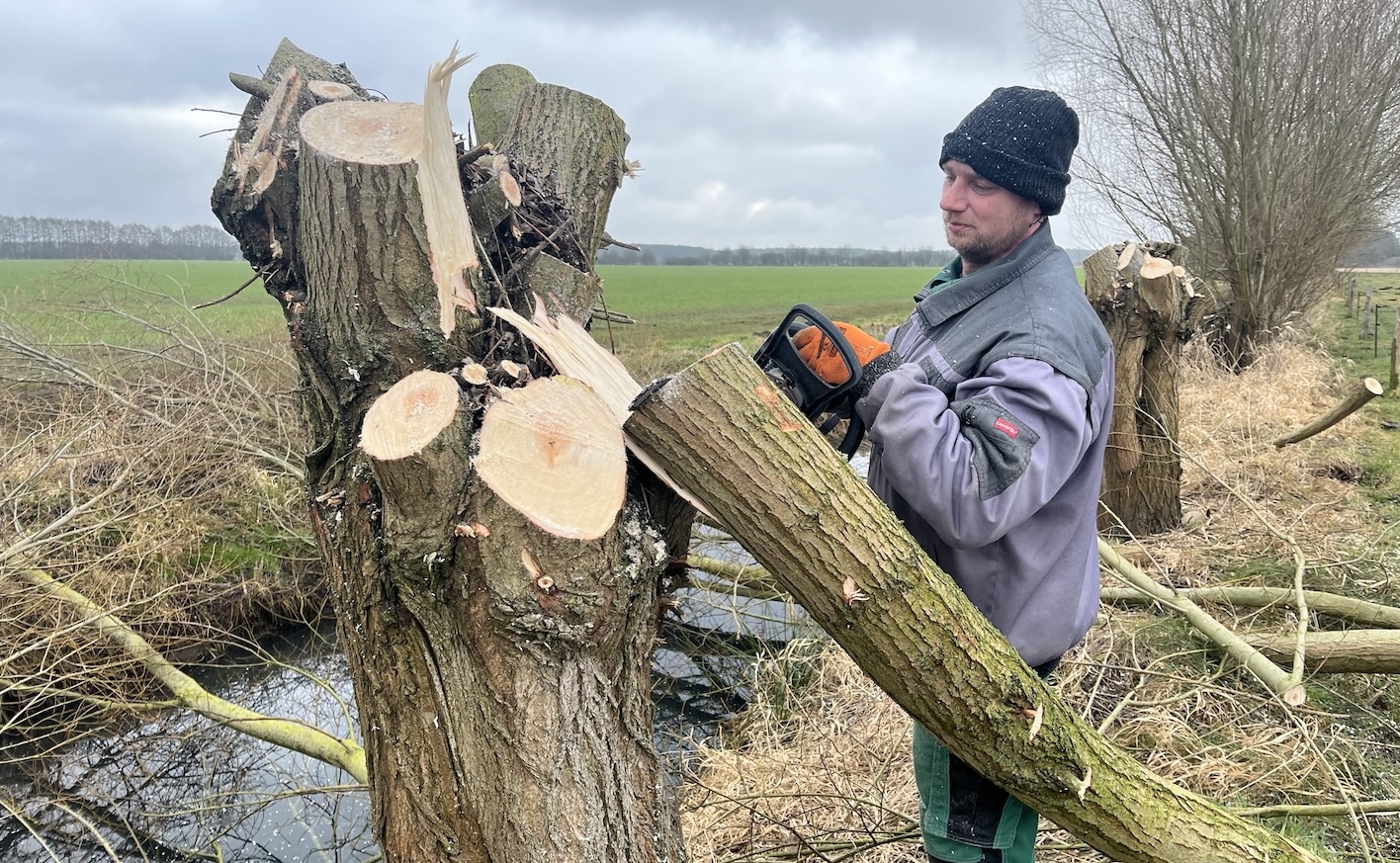 Weiden köpfen im Winter: Naturzerstörung? Naturwiederherstellung? Oder einfach nur Natur, für die es keiner Verordnung bedarf?